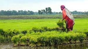 किसानलाई ५० प्रतिशत अनुदानमा धानको बिउ