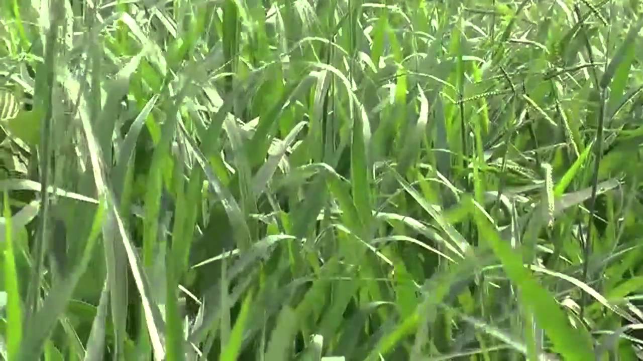नमूना गाउँका कृषकलाई घाँसका बिरुवा