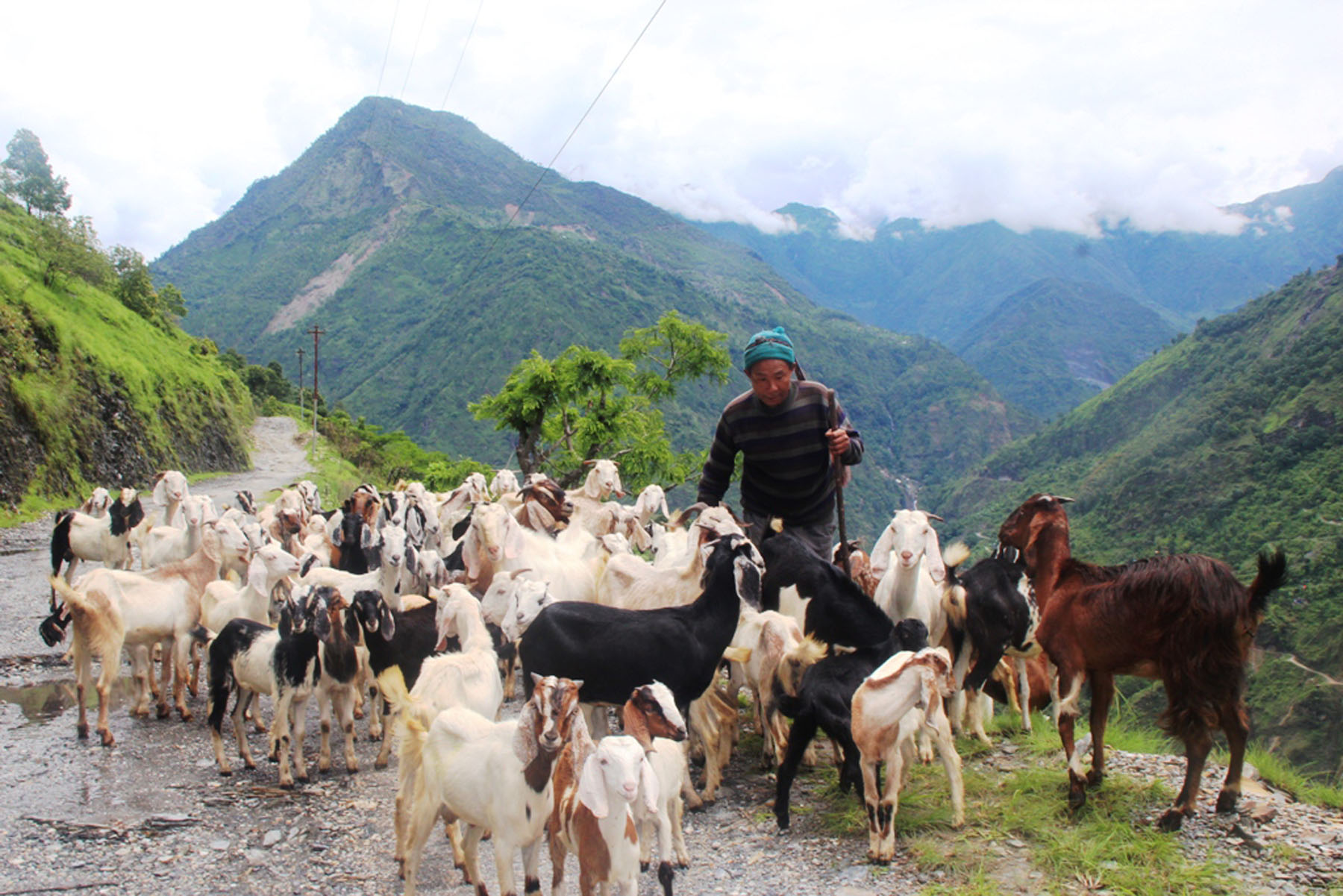 बाख्रापालनबाट आम्दानी गर्दै किसान