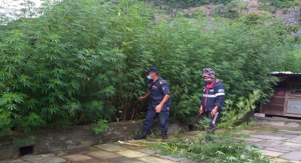 अबैधरुपमा रोपेका तथा प्राकृतिक रुपमा उम्रेका गाँजाका बोटहरु नष्ट