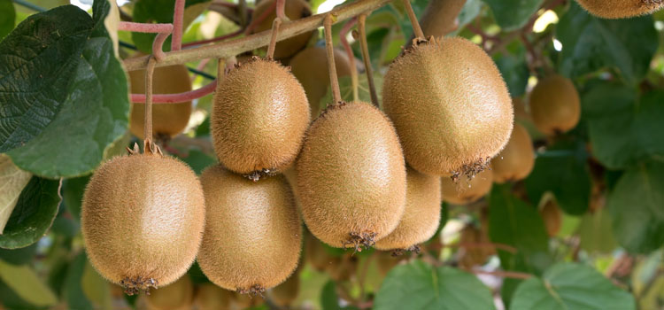किबी खेतीमा आकर्षण