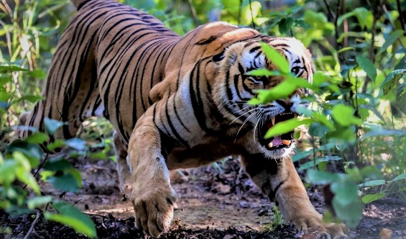 बाघको आक्रमणबाट एक भारतीय नागरिकको मृत्यु