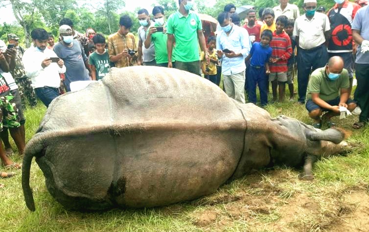 चितवन निकुञ्जमा पोथी गैँडा मृत फेला