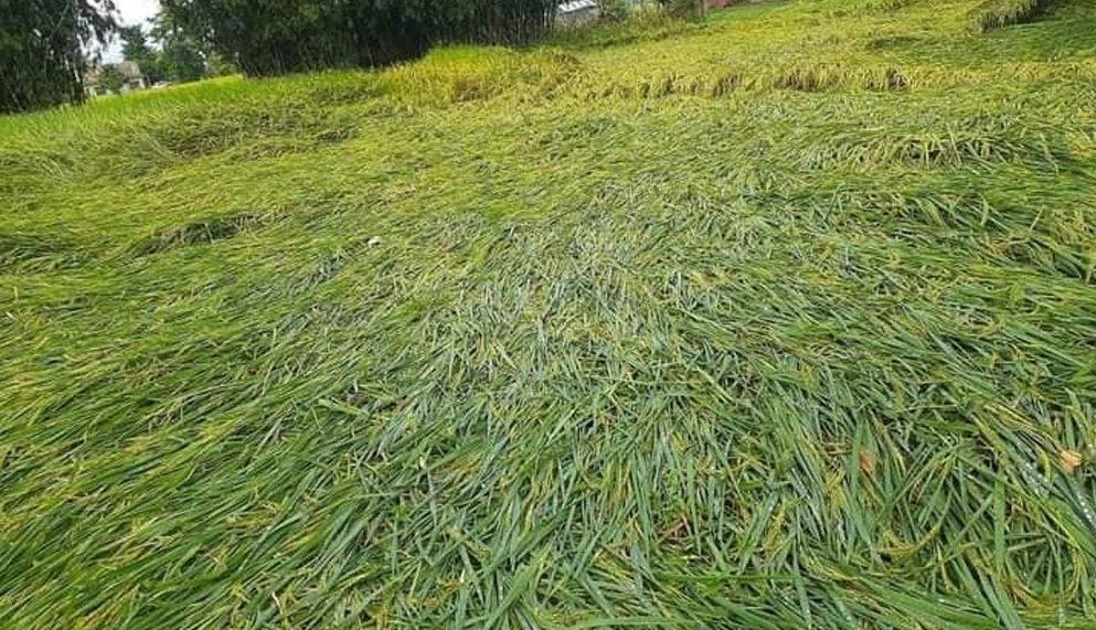 अविरल वर्षाले धानबालीमा क्षति, किसानहरु चिन्तित