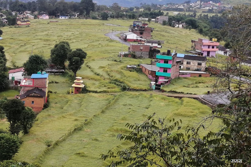 बेमौसमी  वर्षा र हावाहुरीले दुई सय हेक्टरको धानबालीमा क्षति
