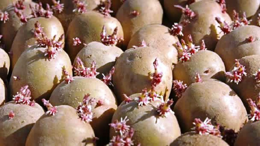 बन्दीपुरका किसानलाई आलु बीउ वितरण