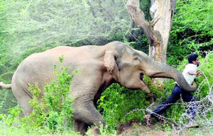 भारत–भूटान सीमा क्षेत्रमा पनि हात्तीको समस्या उस्तै