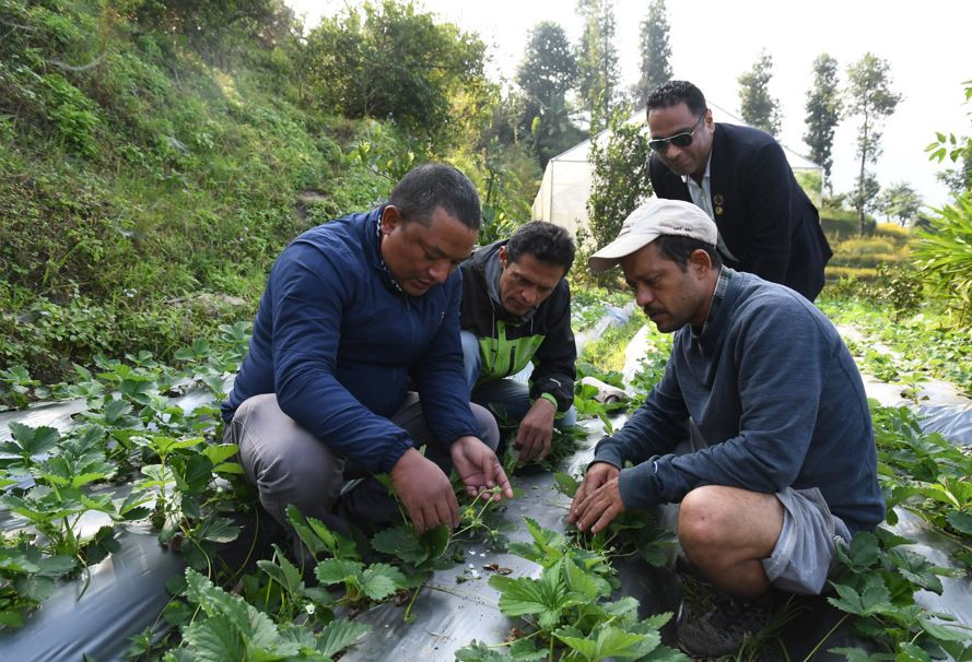 विषादीरहित तरकारी खेतीका लागि सीप सिक्दै किसान
