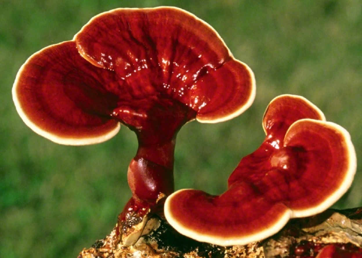 नेपालको कृषि : रातो च्याउ (Ganoderma)