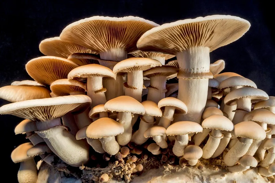 नेपालको कृषि : कन्ये च्याउ बिशेष (Oyster Mushroom)