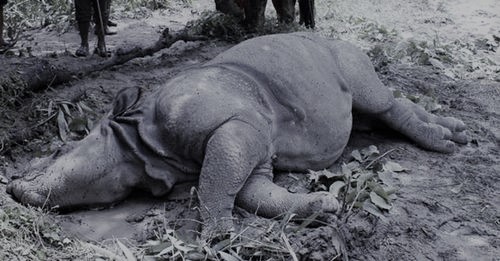चितवनमा करेन्ट लागेर गैंडाको मृत्यु