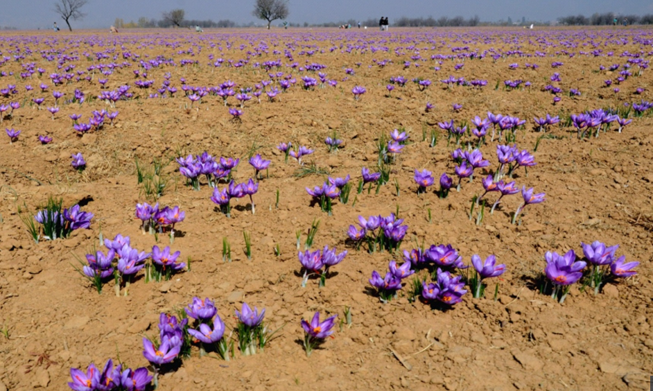 नेपालको कृषि : केशर (Saffron) खेती