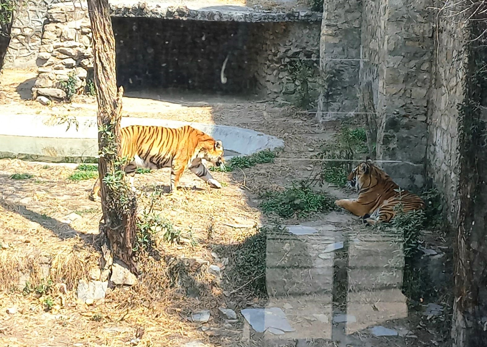 देशभरका खोरमा १९ समस्याग्रस्त बाघ, ‘टाइगर जु’ बनाउन विज्ञको सुझाव