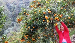 भदौमै पाक्यो म्याग्दीको भर्जुलामा सुन्तला