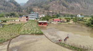 चैते धानखेतीमा किसानलाई आकर्षित गर्न अनुदान