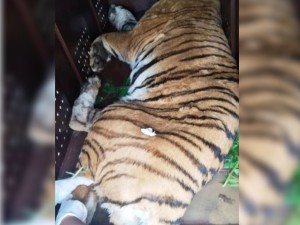 बस्तीबाट नियन्त्रणमा लिइएको पाटेबाघलाई निकुञ्जमा छाडियो