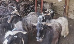 च्याङग्राको भुुवाको बजार सुुनिश्चित भएपछि किसानलाई अतिरिक्त आम्दानी