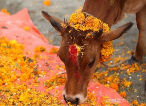 यमपञ्चकको पाँचौं दिन आज गाई गोरु, गोवद्र्धन पूजा गरिँदै