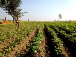 कृषि क्षेत्रको विकासका लागि ‘कृषिमा लगानी दशक’ घोषणा
