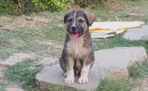 भारतको हिमाचल राज्यमा कुकुरले भुकेर बचायो ६७ जनाको ज्यान