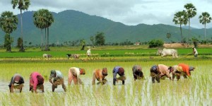  आज असार १५: राष्ट्रिय धान दिवस एवं दहीचिउरा खाने पर्व मनाइँदै