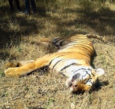 चितवनमा भाले पाटेबाघ मृत फेला