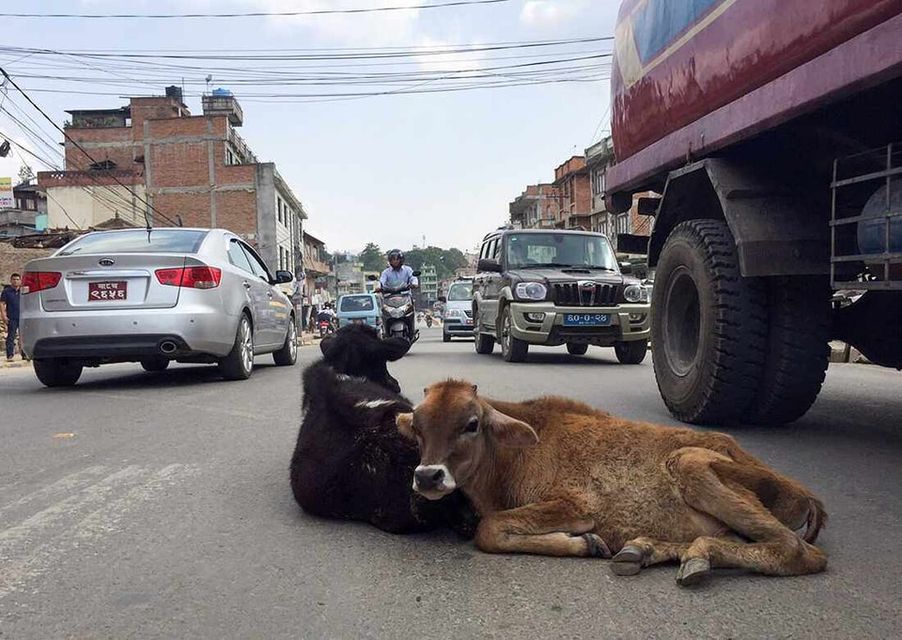 सडकमा भेटिएका गाईबाच्छालाई आजदेखि काञ्जी हाउसमा राख्दै काठमाडौं महानगर