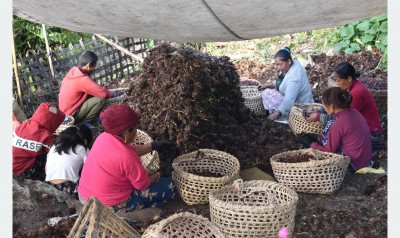 अलैँचीको भाउ ६ वर्षयताकै उच्च भएपछि किसान हर्षित