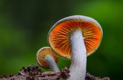 नवलपरासीमा जंगली च्याउ खाँदा २ जनाको मृत्यु