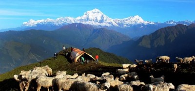 चिसो बढ्न थालेपछि बेँसी झर्न थाले भेडीगोठ