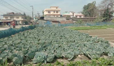 बन्दा खेती