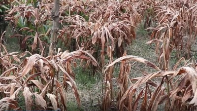 डढुवा रोगले अलैँची बगान नै सखाप