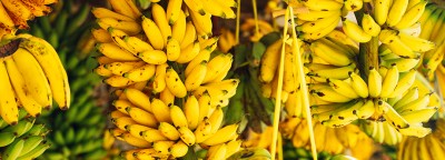 सबैभन्दा बढी विषादी केरामा भेटियो