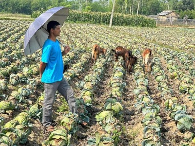 बिक्री नभएपछि बन्दागोभी बारीमा गाईबस्तु चराउँदै किसान