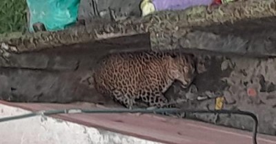 भक्तपुरमा चितुवाको आक्रमणबाट दुई महिला घाइते