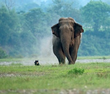 झापामा जङ्गली हात्तीको आक्रमणबाट १४ वर्षमा ६४को मृत्यु