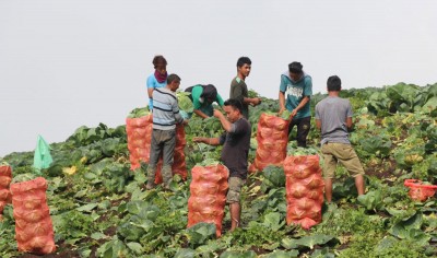 धनकुटाबाट आर्थिक वर्षमा २ अर्ब ९३ करोडको फलफूल तथा तरकारी निकासी