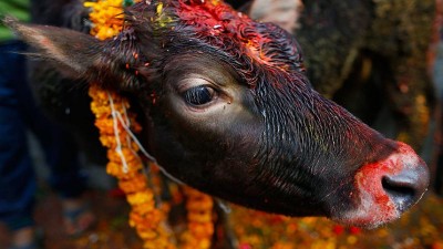 यमपञ्चकको चौथो दिन आज गाई पूजा
