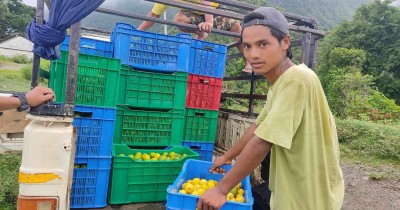 नेपालमै उत्पादन भएका कागतीले बजार नपाए पछि
