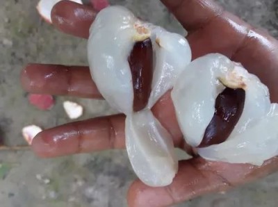 घाँटीमा लिचीको दाना अड्किएर एक बालकको मृत्यु