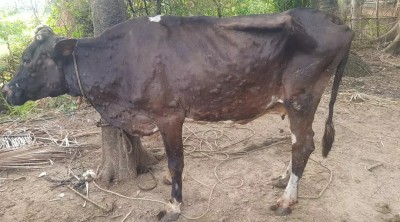 ताप्लेजुङमा लम्पी स्किन संक्रमणले २ सयभन्दा बढी चौपाया मरे