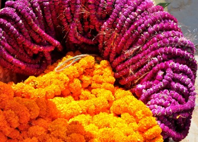 फूलै फूलको चाड तिहारमा २३ लाख भन्दा बढी सयपत्री–मखमली मालाको माग