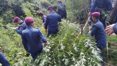 पर्सा प्रहरीद्वारा नौ हजार गाँजाको बोट फँडानी