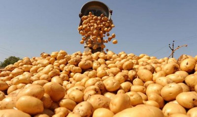 १ वर्षमा ६० हजार मेट्रिकटन आलु उत्पादन भयो बागलुङमा