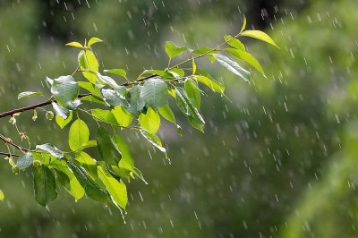देशभर मनसुनी वायुको प्रभाव यथावत, यि प्रदेशका एक-दुई स्थानमा भारी वर्षाको सम्भावना