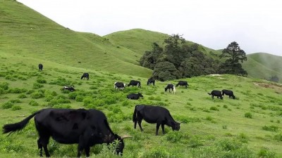 शैलुङ्गमा 'लम्पी स्किन' का कारण ४२ चौरी मरे