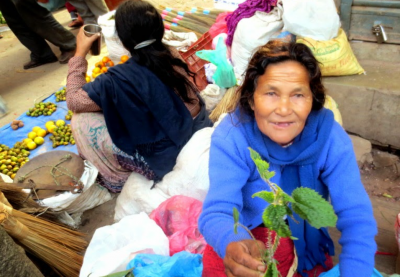 काठमाडौंमा सिस्नुको व्यापार : सहजै पाउन छाड्यो सिस्नु