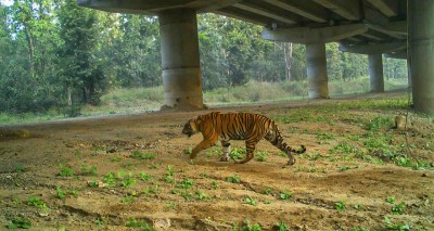 नारायणघाट बुटवल सडकमा वन्यजन्तुका लागि ३५ ‘अन्डरपास’ बनाइने