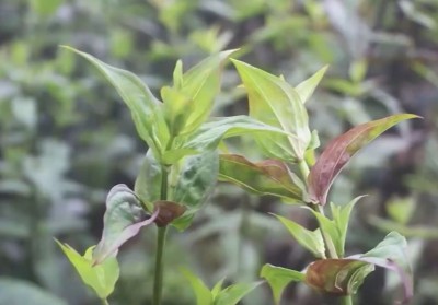 भोजपुर तीनतलेका किसानको मुख्य आम्दानीको स्राेत बन्दै ‘चिराइतो’