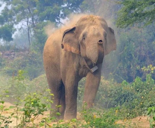 दाह्रा नभएको भाले हात्ती 'मकुना' चितवन राष्ट्रिय निकुञ्जमा देखियो